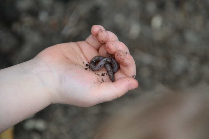 child hand holding a worm