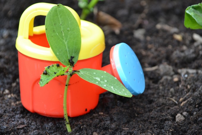 Small pea plant next to a brightly coloured watering can