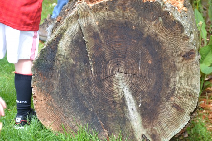 annual rings of a tree
