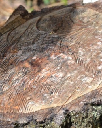 Tree rings