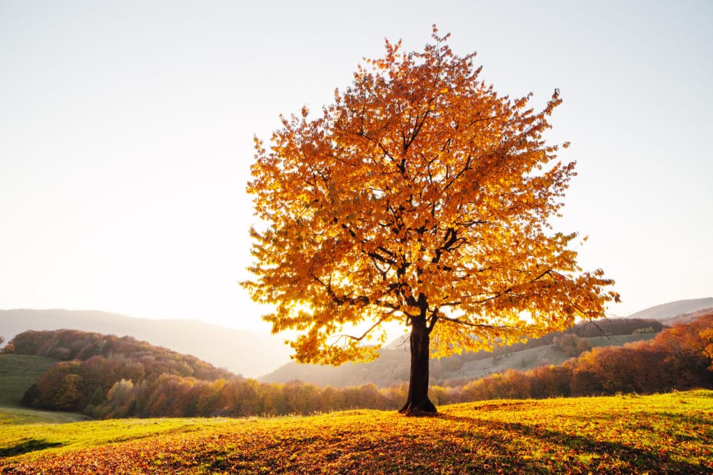 Beech tree in autumn