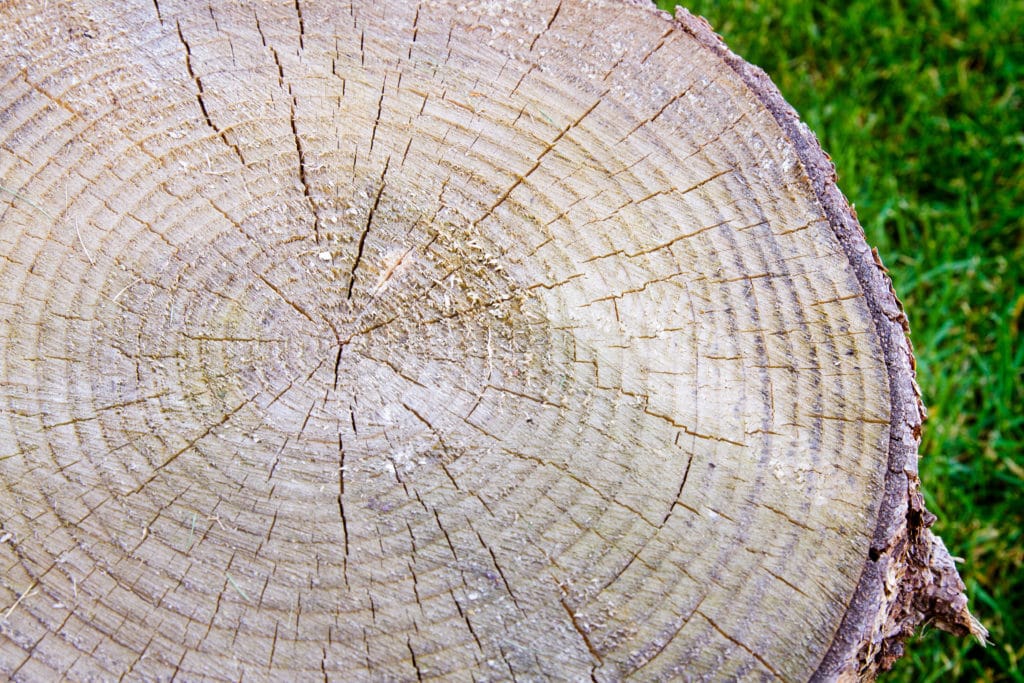 tree rings used them to find out how old a tree is