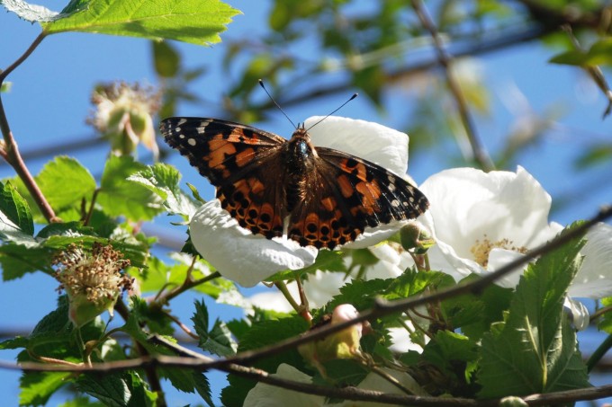 Beautiful Butterfly Image