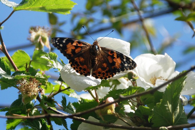 Beautiful butterfly image on a flower