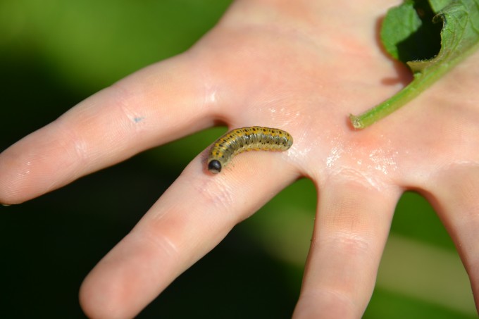 caterpillar in a child's hand