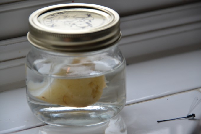 Potato in a small jar of vinegar for a science experiment