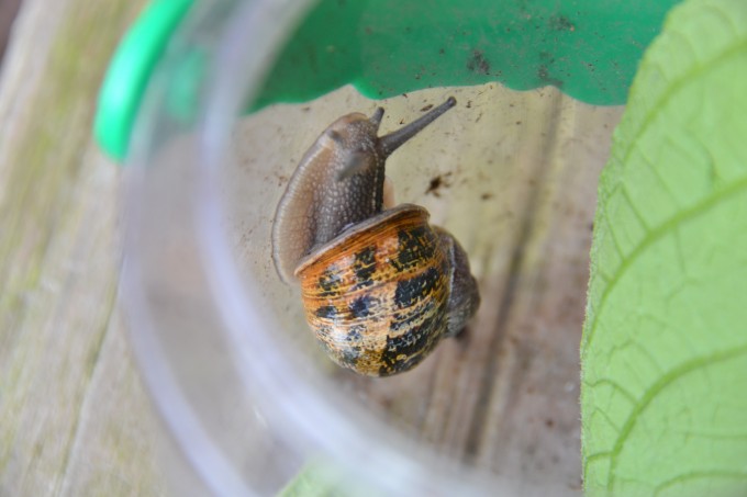 Snail