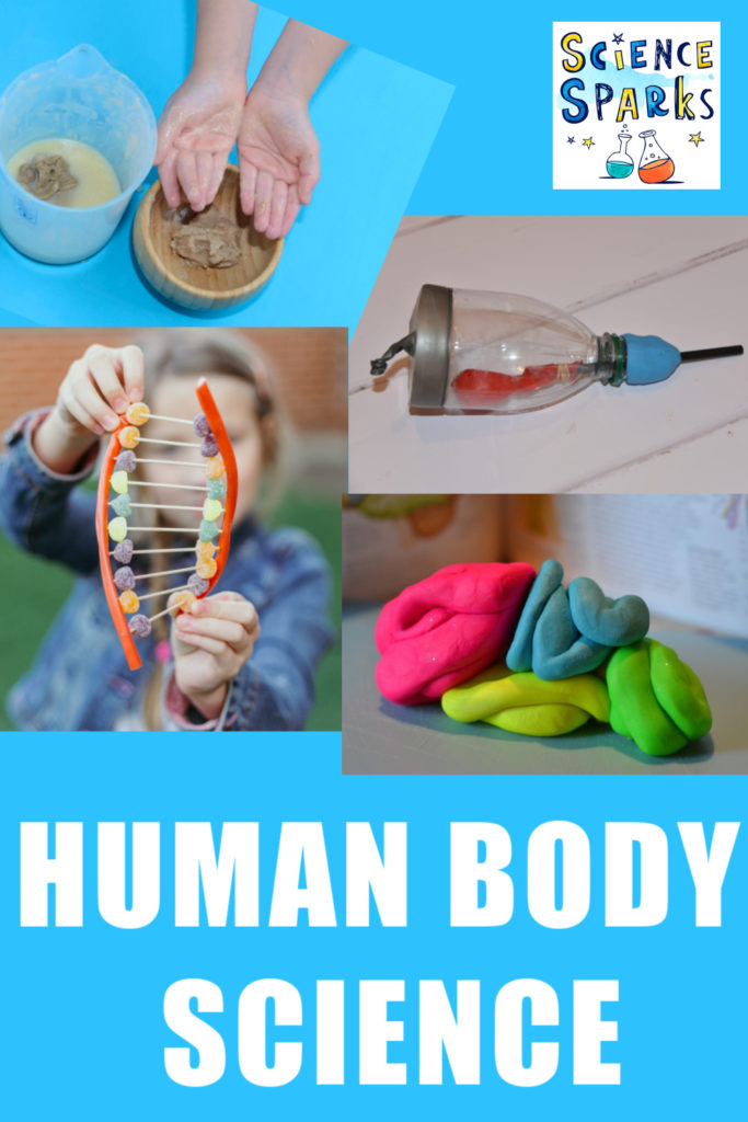 Collection of human body science experiments for kids - make a heart model, a lung model, a model brain and more great experiments for learning about the body #scienceforkids #humanbodyscience #scienceexperiments