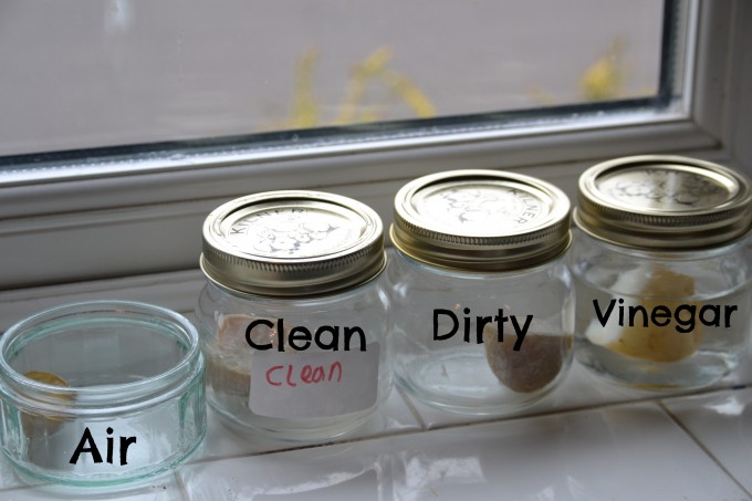 Potatoes placed in jars for a growing microorganisms science activity