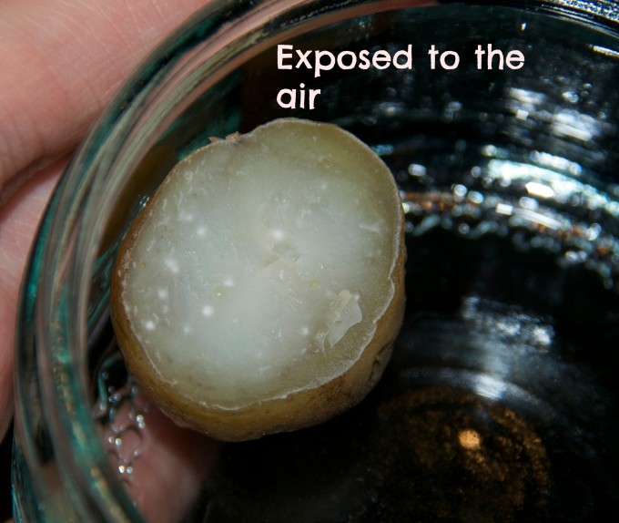 Potato exposed to the air for an experiment about microorganisms.