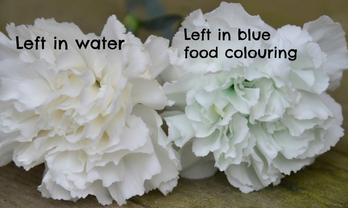 Two white carnations. One has been left in blue food colouring and the other water