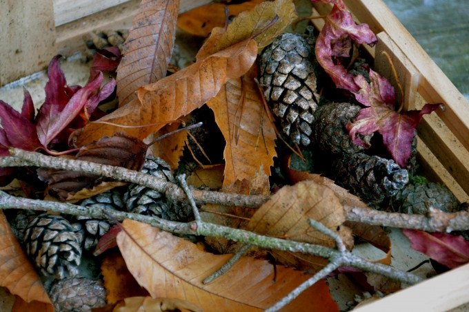 autumn treasures - leaves, sticks and pinecones in a wooden box