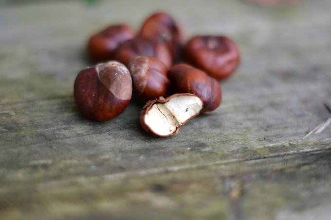 conkers
