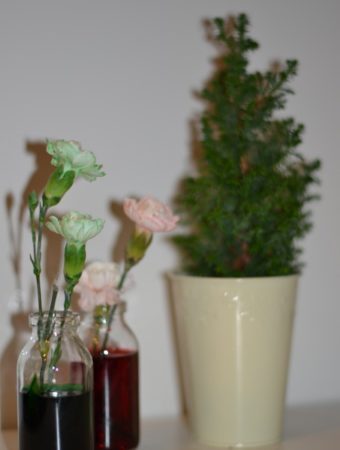 Christmas flowers