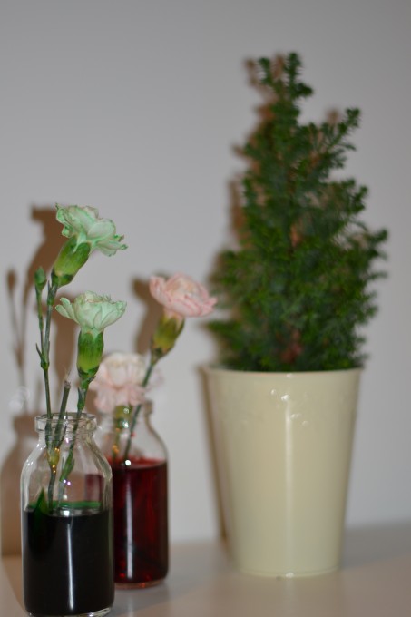 green and red coloured carnations and a small Christmas tree