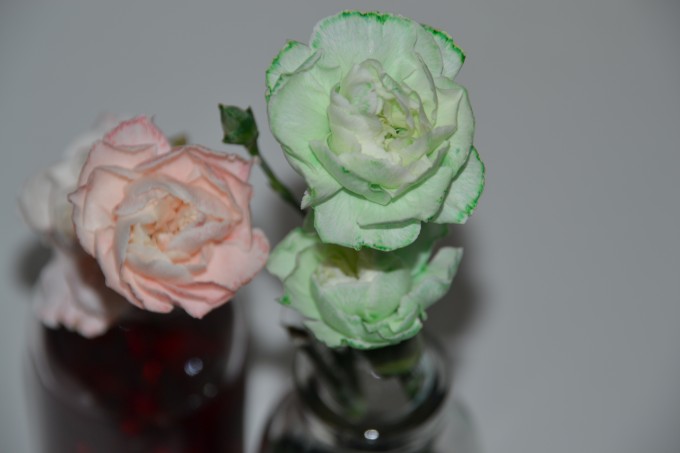 white carnations coloured with red and green food colouring as part of a transpiration experiment