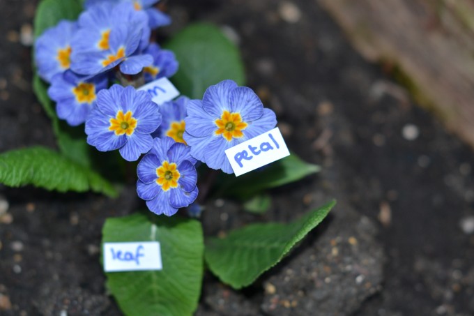 outdoor flower with stickers labelling leaf, stem and petal