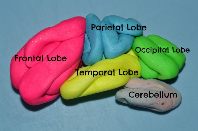 Play dough brain model showing Frontal lobe, parietal lobe, occipital lobe, temporal lobe and cerebellum. Brain model with labels