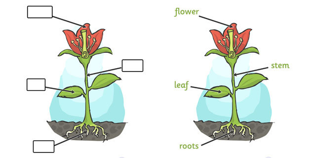 plant diagram for early years