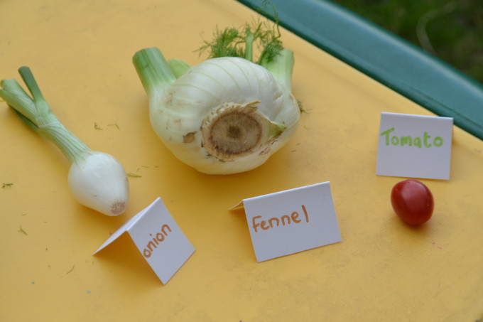 labelled onion, vegetable and tomato