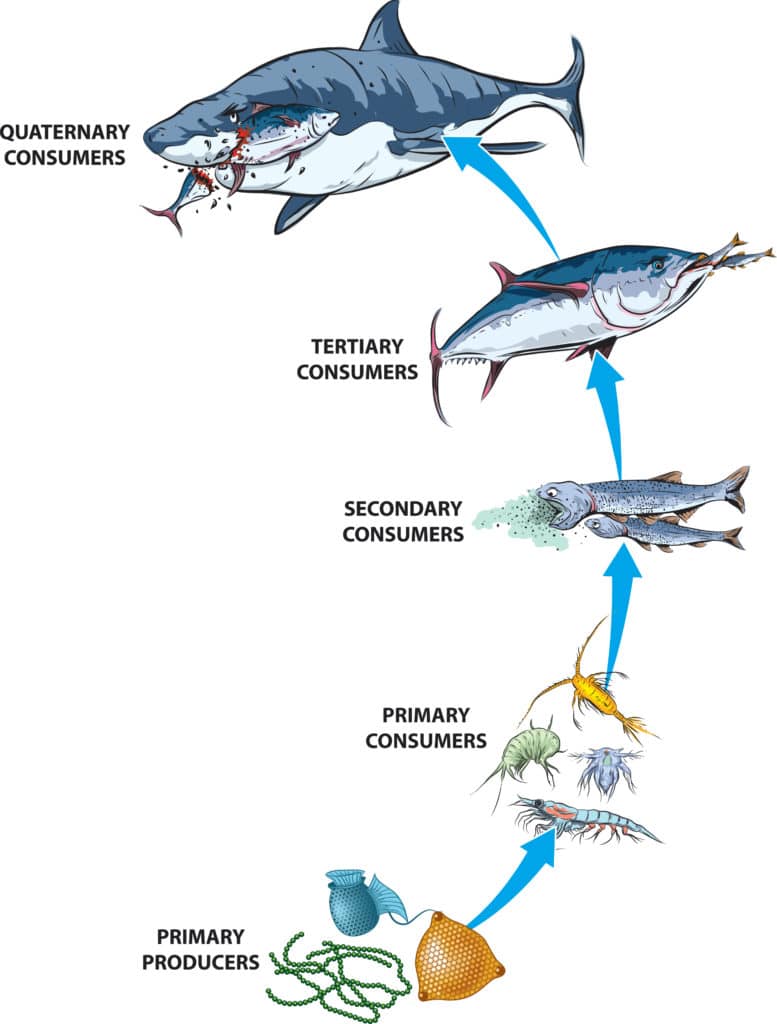 Marine Food Chain