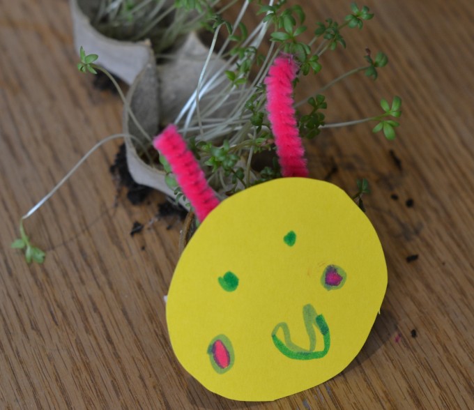 How to grow a cress caterpillar