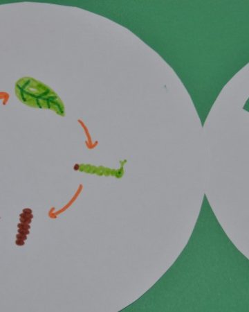 butterfly life cycle