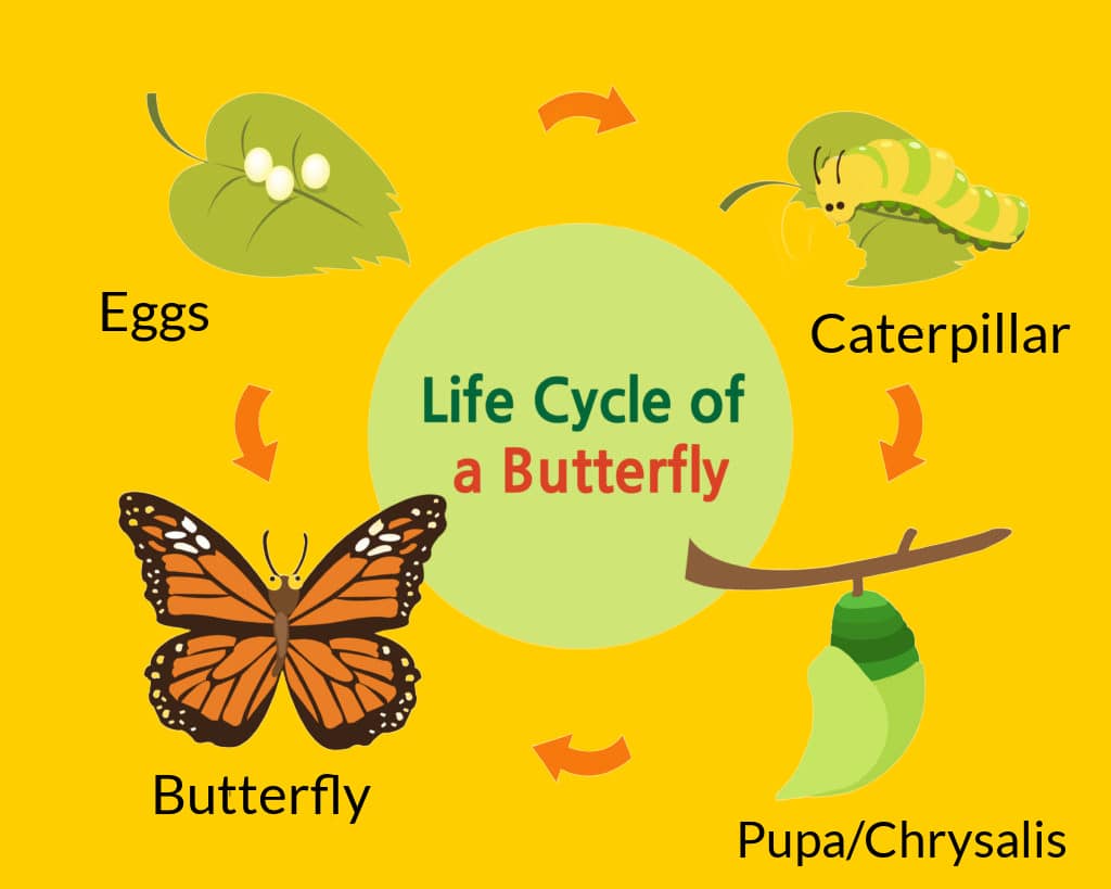 Diagrama del ciclo de vida de una mariposa que muestra las cuatro etapas: huevo, oruga, pupa y mariposa.
