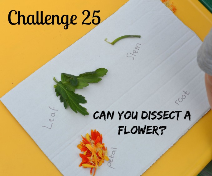 Dissect a flower - flower split into it's parts and labelled.
