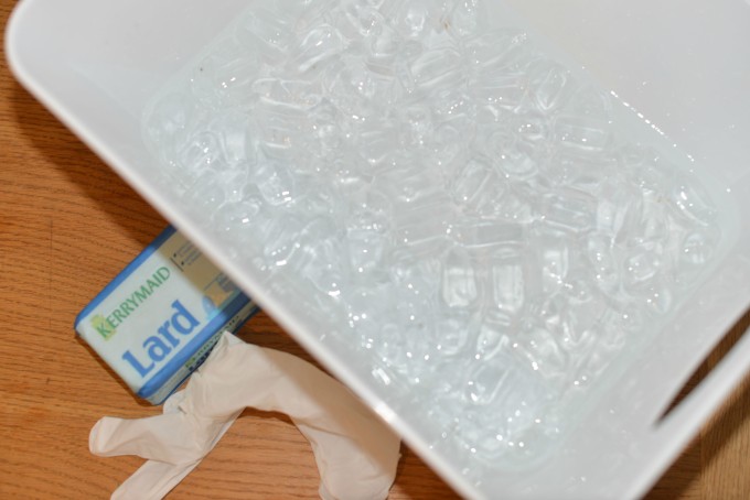 bowl of ice water, a block of lard and a rubber glove for a polar animal experiment