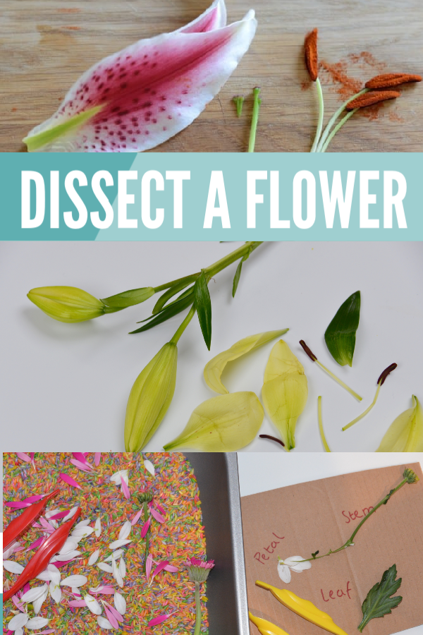 Comparte una flor y más experimentos con plantas para niños #plantscience #scienceforkids #plantscienceforkids