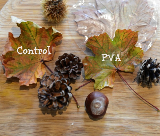Leaves, conkers and pinecones