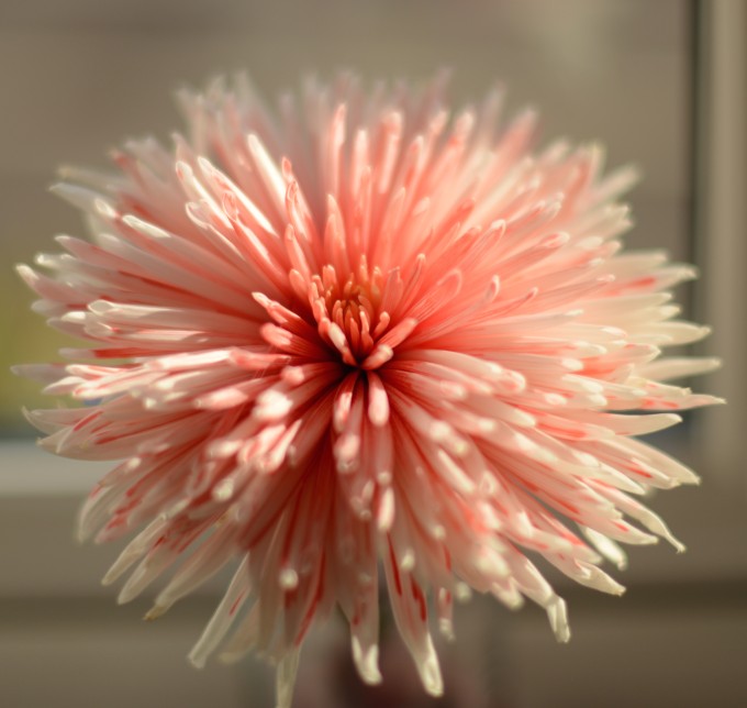 white flower with the petals coloured red as part of a transpiration experiment