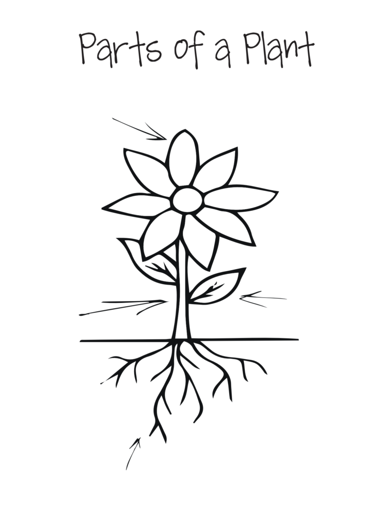 unlabelled plant diagram - Key stage 1