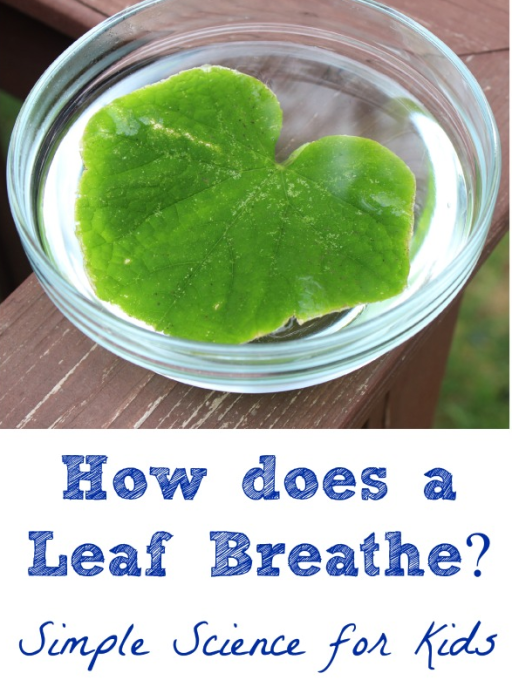 Leaf breathe experiment - photosynthesis for kids 