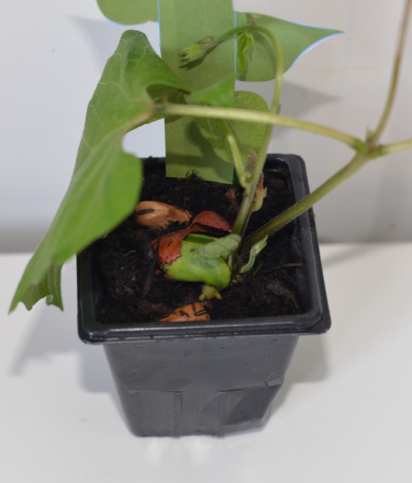 Bean plant growing in a plant pot #scienceforkids - easy plant science for kids