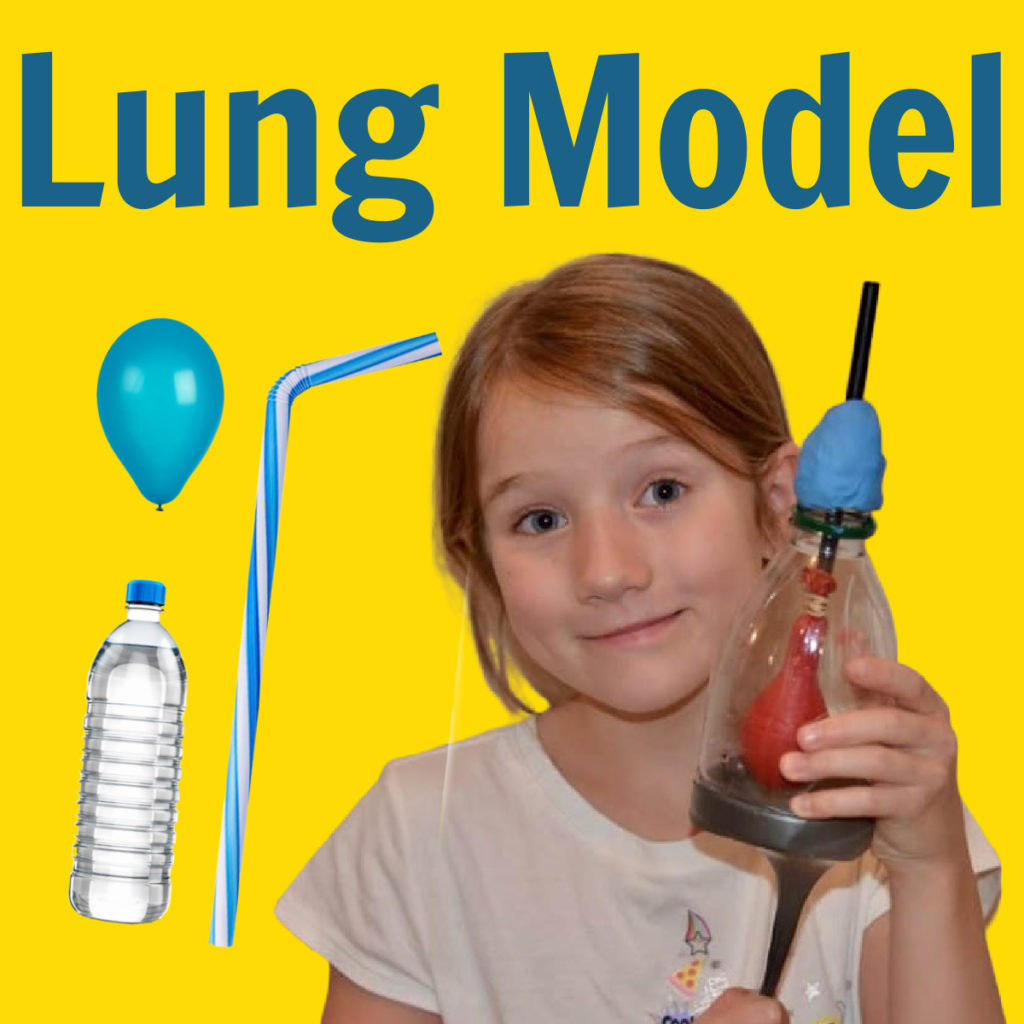 Model lung made with a plastic bottle and balloons