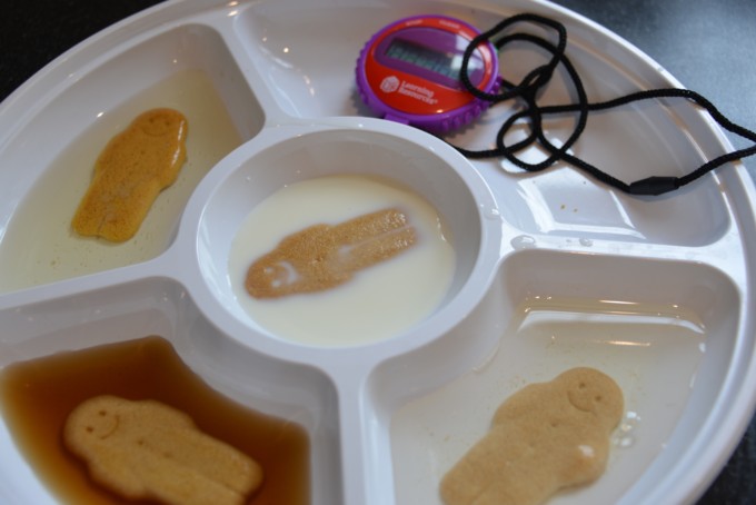 Gingerbread experiment for kids - gingerbread man biscuits in milk, water, oil and vinegar - science for kids