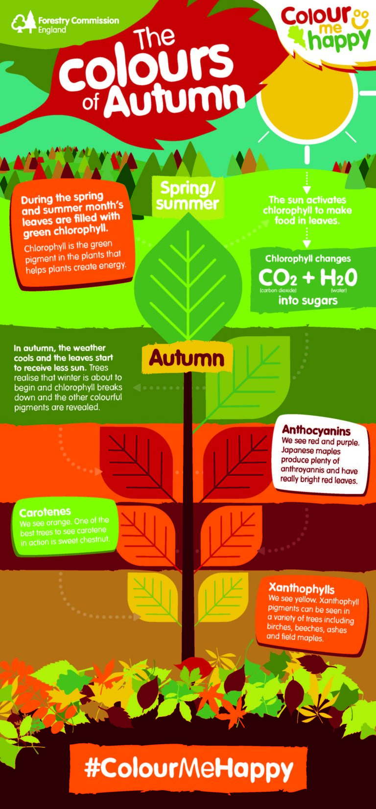 why do leaves change colour in autumn