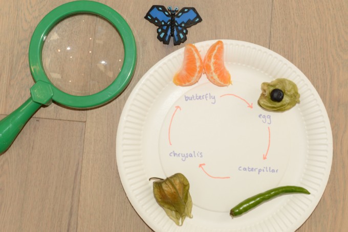 Fruit butterfly life cycle