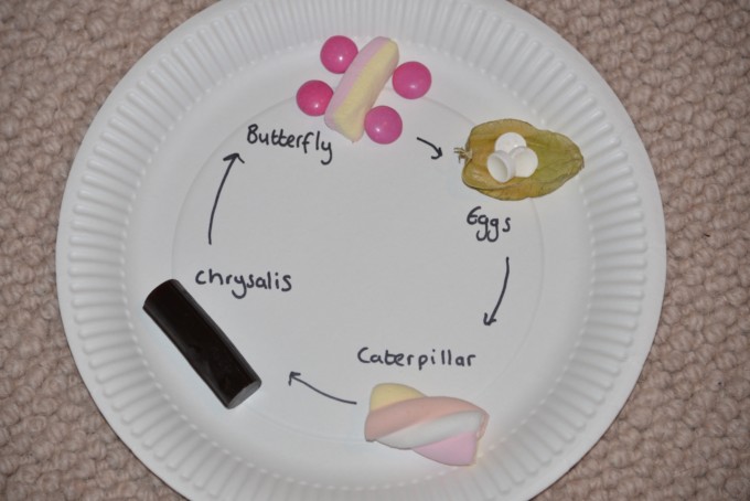 edible life cycle - butterfly lifecycle made on a paper plate using candy - easy lifecycles for kids