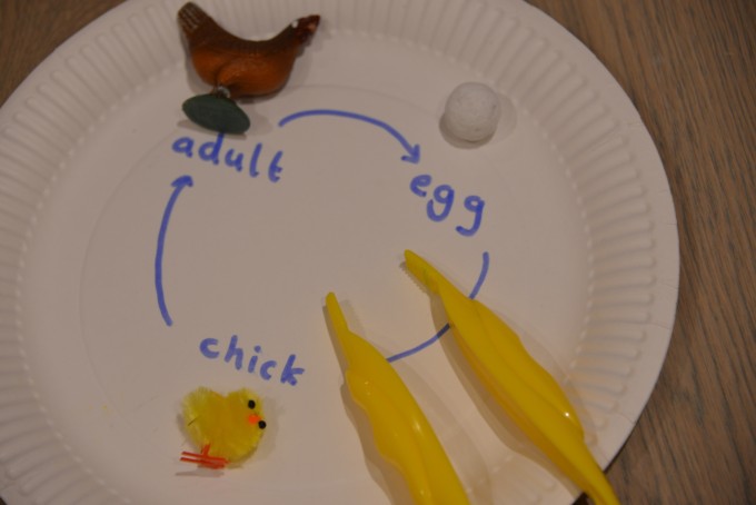 chicken life cycle on a paper plate made with a toy chicken, chick and pom pom egg