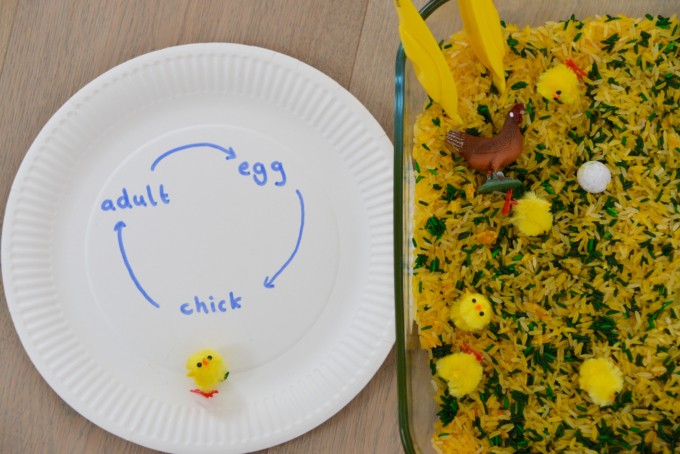 chicken life cycle made with rice and small chickens