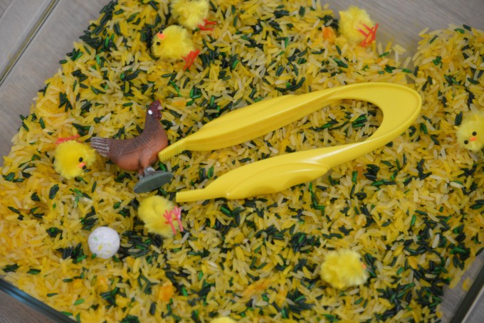 chicken life cycle made with yellow and green rice and toy chicks