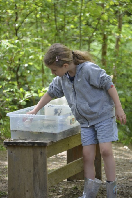 Pond dipping at deerpark