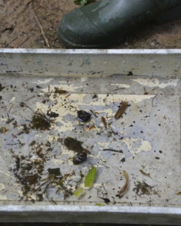 Pond Dipping