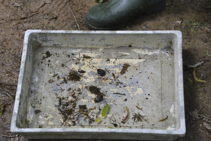 Pond Dipping
