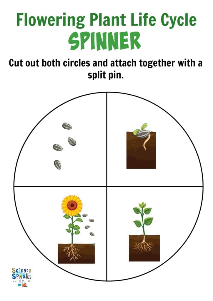 Life cycle of a plant paper spinner template