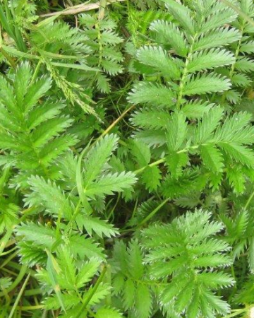 Edible plants - silverweed