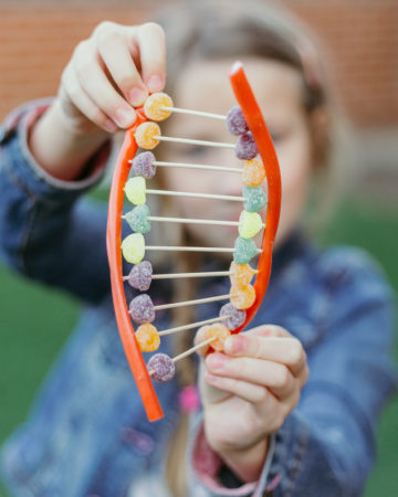 DNA Models - science for kids - candy DNA model